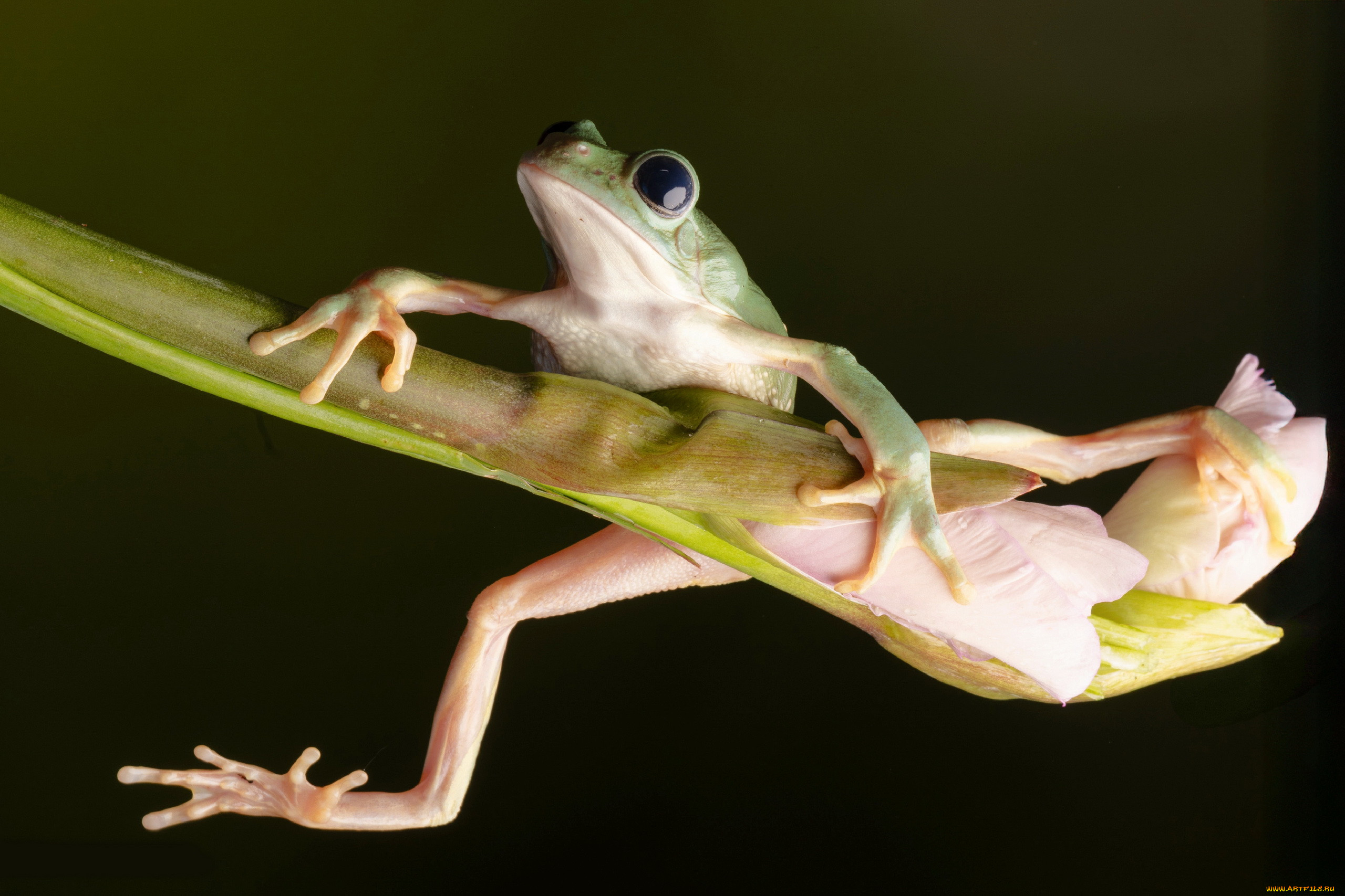 mexican walking leaf frog, , , mexican, walking, leaf, frog